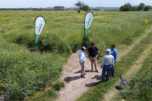 Recorrida por lote de Carinata junto a profesionales de Nuseed y Agrofe Campo en Departamento Victoria