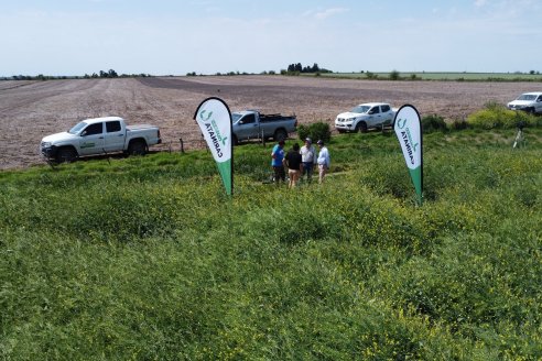 Recorrida por lote de Carinata junto a profesionales de Nuseed y Agrofe Campo en Departamento Victoria