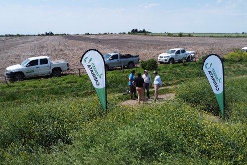 Recorrida por lote de Carinata junto a profesionales de Nuseed y Agrofe Campo en Departamento Victoria