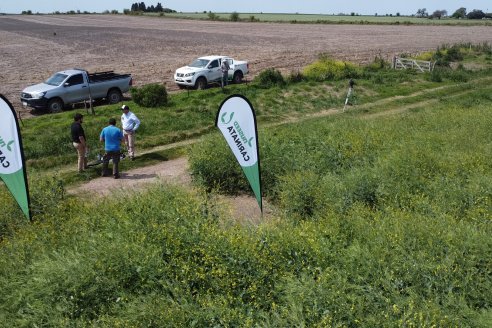 Recorrida por lote de Carinata junto a profesionales de Nuseed y Agrofe Campo en Departamento Victoria