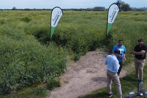 Recorrida por lote de Carinata junto a profesionales de Nuseed y Agrofe Campo en Departamento Victoria