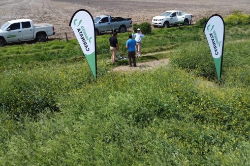 Recorrida por lote de Carinata junto a profesionales de Nuseed y Agrofe Campo en Departamento Victoria