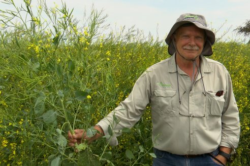 Recorrida por lote de Carinata junto a profesionales de Nuseed y Agrofe Campo en Departamento Victoria