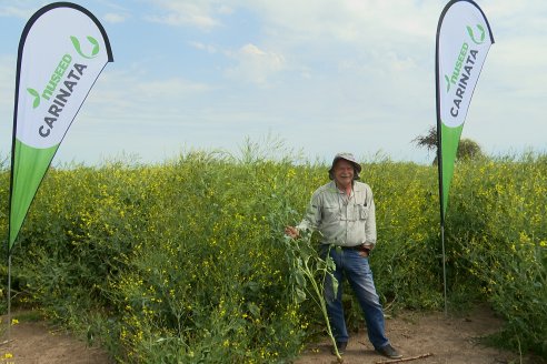 Recorrida por lote de Carinata junto a profesionales de Nuseed y Agrofe Campo en Departamento Victoria