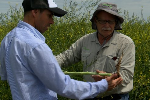 Recorrida por lote de Carinata junto a profesionales de Nuseed y Agrofe Campo en Departamento Victoria