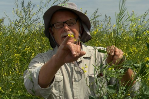 Recorrida por lote de Carinata junto a profesionales de Nuseed y Agrofe Campo en Departamento Victoria