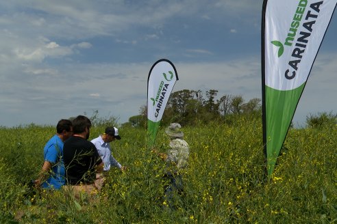 Recorrida por lote de Carinata junto a profesionales de Nuseed y Agrofe Campo en Departamento Victoria