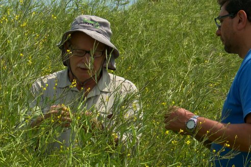 Recorrida por lote de Carinata junto a profesionales de Nuseed y Agrofe Campo en Departamento Victoria