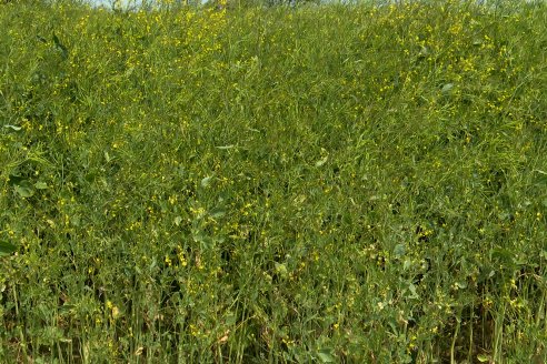 Recorrida por lote de Carinata junto a profesionales de Nuseed y Agrofe Campo en Departamento Victoria