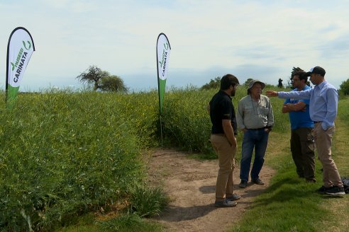 Recorrida por lote de Carinata junto a profesionales de Nuseed y Agrofe Campo en Departamento Victoria