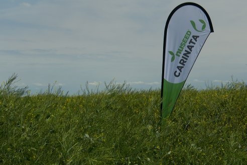 Recorrida por lote de Carinata junto a profesionales de Nuseed y Agrofe Campo en Departamento Victoria