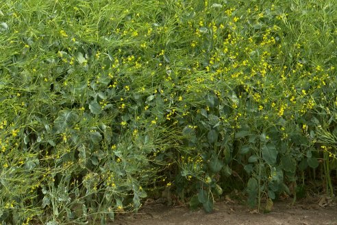 Recorrida por lote de Carinata junto a profesionales de Nuseed y Agrofe Campo en Departamento Victoria