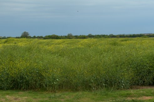 Recorrida por lote de Carinata junto a profesionales de Nuseed y Agrofe Campo en Departamento Victoria