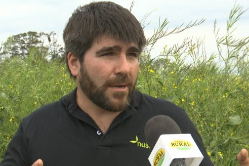 Recorrida por lote de Carinata junto a profesionales de Nuseed y Agrofe Campo en Departamento Victoria