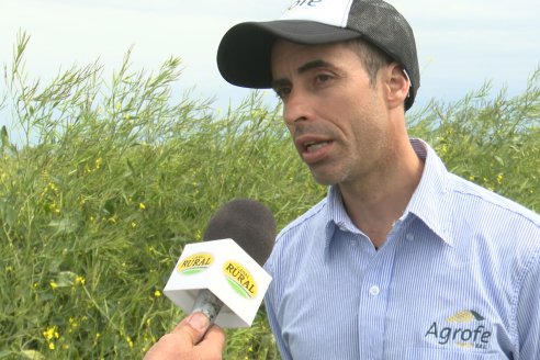 Recorrida por lote de Carinata junto a profesionales de Nuseed y Agrofe Campo en Departamento Victoria