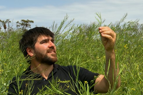 Con poca agua y buen manejo, la carinata crece con vigor y porte en campos de Antelo y Corrales