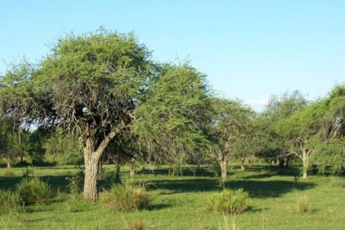 El ñandubay, una especie de alto valor nutritivo y maderero