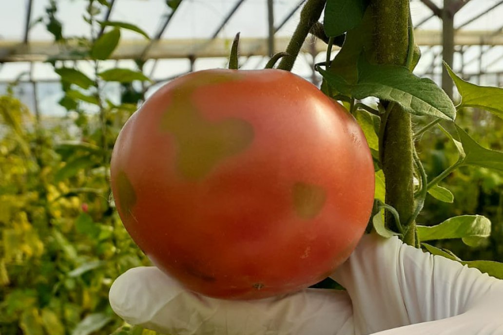 La expansión del flagelo pone en peligro la continuidad de las plantaciones. La expansión del flagelo pone en peligro la continuidad de las plantaciones.