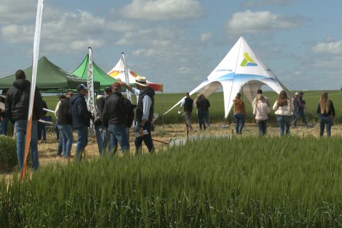 Urdinarrain: Jornada Demostrativa a Campo de Trigo 2023 de Berardo Agropecuaria