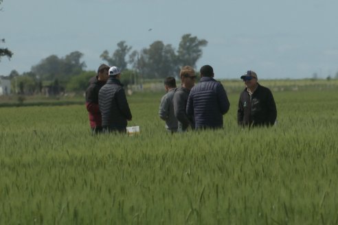 Urdinarrain: Jornada Demostrativa a Campo de Trigo 2023 de Berardo Agropecuaria