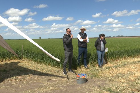 Urdinarrain: Jornada Demostrativa a Campo de Trigo 2023 de Berardo Agropecuaria