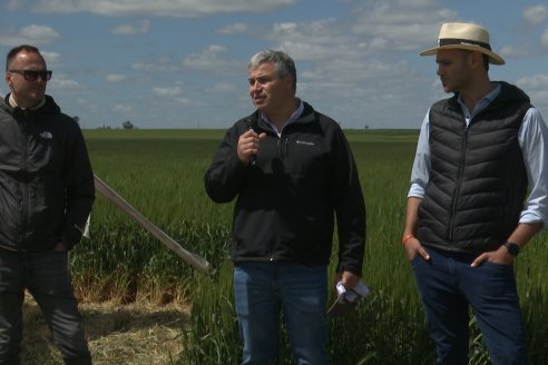 Urdinarrain: Jornada Demostrativa a Campo de Trigo 2023 de Berardo Agropecuaria