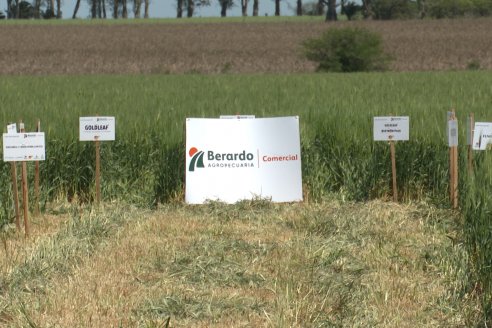 Urdinarrain: Jornada Demostrativa a Campo de Trigo 2023 de Berardo Agropecuaria