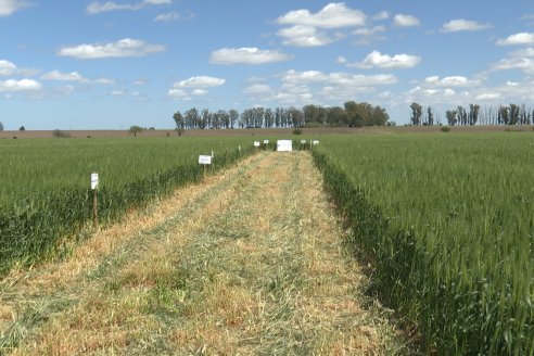 Urdinarrain: Jornada Demostrativa a Campo de Trigo 2023 de Berardo Agropecuaria