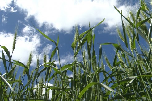 Urdinarrain: Jornada Demostrativa a Campo de Trigo 2023 de Berardo Agropecuaria