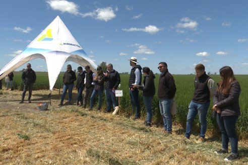 Urdinarrain: Jornada Demostrativa a Campo de Trigo 2023 de Berardo Agropecuaria