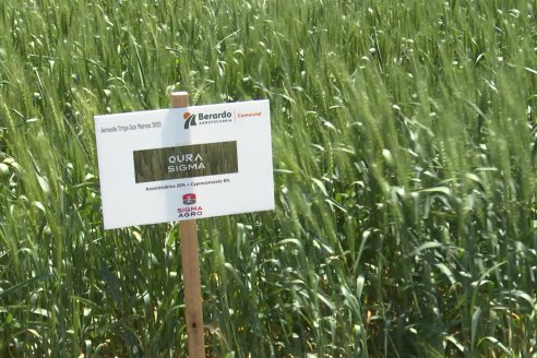 Urdinarrain: Jornada Demostrativa a Campo de Trigo 2023 de Berardo Agropecuaria