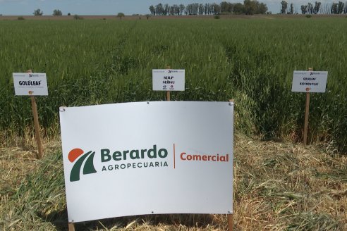 Urdinarrain: Jornada Demostrativa a Campo de Trigo 2023 de Berardo Agropecuaria