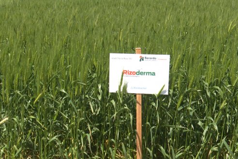 Urdinarrain: Jornada Demostrativa a Campo de Trigo 2023 de Berardo Agropecuaria