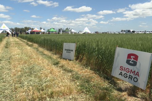 Urdinarrain: Jornada Demostrativa a Campo de Trigo 2023 de Berardo Agropecuaria