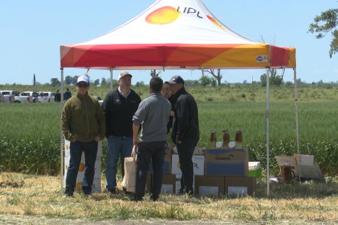 Urdinarrain: Jornada Demostrativa a Campo de Trigo 2023 de Berardo Agropecuaria