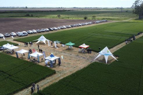 Urdinarrain: Jornada Demostrativa a Campo de Trigo 2023 de Berardo Agropecuaria