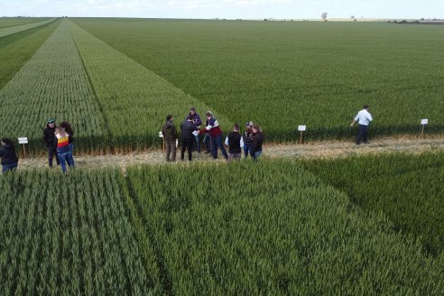 Urdinarrain: Jornada Demostrativa a Campo de Trigo 2023 de Berardo Agropecuaria