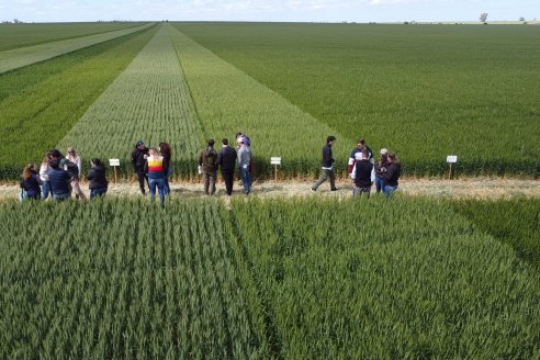 Urdinarrain: Jornada Demostrativa a Campo de Trigo 2023 de Berardo Agropecuaria