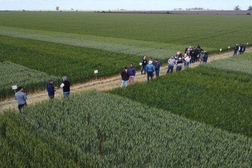 Urdinarrain: Jornada Demostrativa a Campo de Trigo 2023 de Berardo Agropecuaria