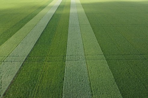 Urdinarrain: Jornada Demostrativa a Campo de Trigo 2023 de Berardo Agropecuaria