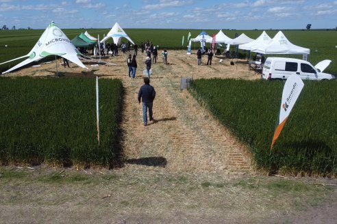 Urdinarrain: Jornada Demostrativa a Campo de Trigo 2023 de Berardo Agropecuaria