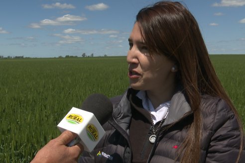 Urdinarrain: Jornada Demostrativa a Campo de Trigo 2023 de Berardo Agropecuaria