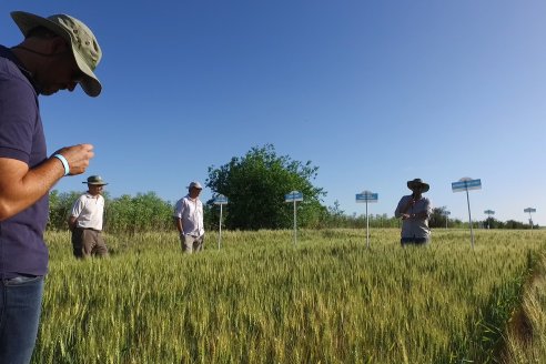 Ensayos Comparativos de Rendimientos en Trigo: Bioceres Sessions en Victoria