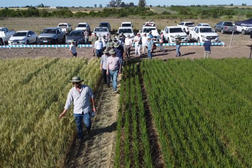 Ensayos Comparativos de Rendimientos en Trigo: Bioceres Sessions en Victoria