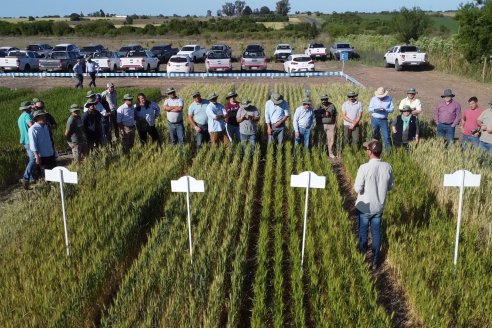 Ensayos Comparativos de Rendimientos en Trigo: Bioceres Sessions en Victoria