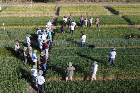 Ensayos Comparativos de Rendimientos en Trigo: Bioceres Sessions en Victoria