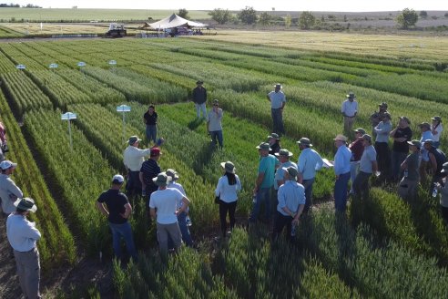 Ensayos Comparativos de Rendimientos en Trigo: Bioceres Sessions en Victoria