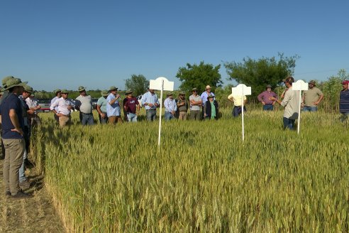 Ensayos Comparativos de Rendimientos en Trigo: Bioceres Sessions en Victoria