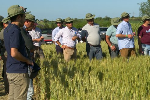 Ensayos Comparativos de Rendimientos en Trigo: Bioceres Sessions en Victoria