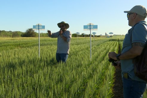 Ensayos Comparativos de Rendimientos en Trigo: Bioceres Sessions en Victoria